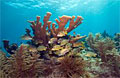 coral-reef_091110