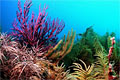 coral-reef_290610