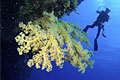 coral-sea