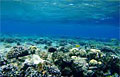 coral-sea_261111