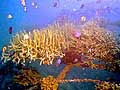 coral1_091004