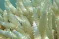coral_010905