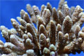 coral_020906