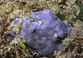 coral_030507