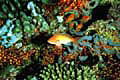 coral_06012005