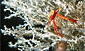 coral_070809