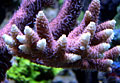 coral_080606