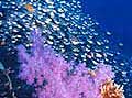 coral_080707