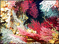 coral_110806