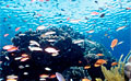 coral_150909