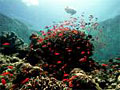 coral_220306
