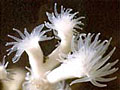 coral_220804
