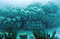 coral_230708