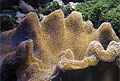 coral_230910