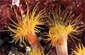 coral_231106