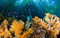 coral_250111