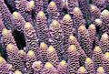 coral_250211