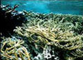 coral_250703