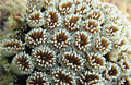 coral_250709