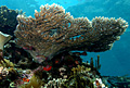 coral_271012