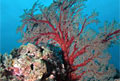 coral_290612