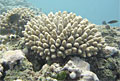 coral_290910