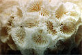 coral_atlantic