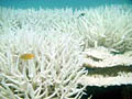 coral_bleaching_030206