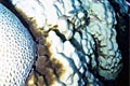 coral_bleaching_280207