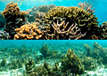 coral_comp_281011