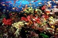 coral_reef_07022005