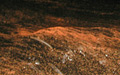 coral_spawn_210408