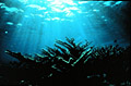 coral_staghorn_140406