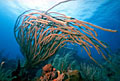 coral_tsunami_270405
