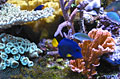 coralreef_010905