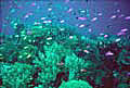 coralreef_050803