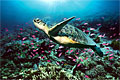 coralreef_260106