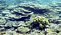 corals_011110