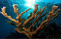 corals_030211