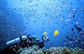 corals_060213