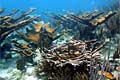 corals_080607