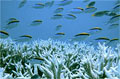 corals_150910