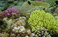 corals_240409