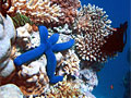 corals_261010