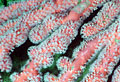 corals_270706