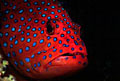 coraltrout_200806