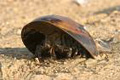 crab_101006