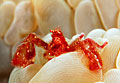 crab_230307