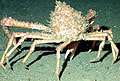 crab_240606