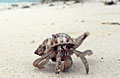 crab_300309